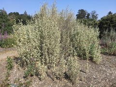 Malacothamnus jonesii