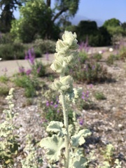 Malacothamnus fremontii cercophorus