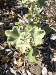 Malacothamnus fremontii cercophorus
