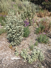 Malacothamnus fremontii cercophorus