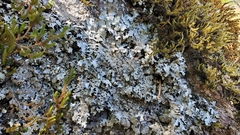 Xanthoparmelia coloradoensis