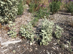 Malacothamnus fremontii cercophorus