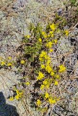 Hudsonia ericoides