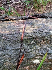 Hemerocallidoideae