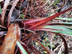 Hemerocallidoideae