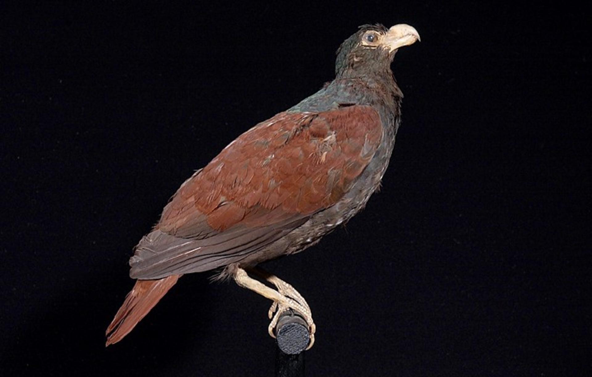 Tooth-billed Pigeon illustration