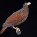 Tooth-billed Pigeon - Photo (c) Jardine, 1845, some rights reserved (CC BY-SA)
