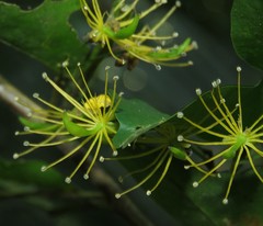 Swartzia arborescens