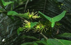 Swartzia arborescens