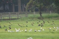 Sturnus vulgaris