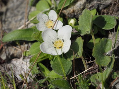 Hesperochiron pumilus