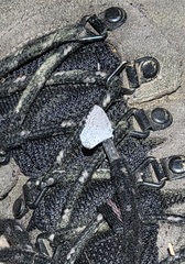 Celastrina idella
