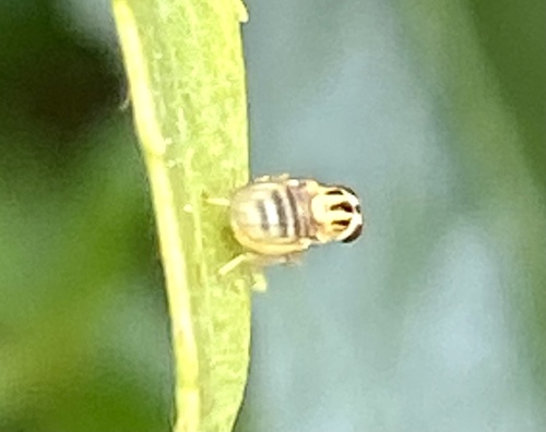 iNaturalist observation photo of Thaumatomyia