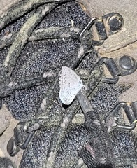 Celastrina idella