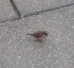 Passer domesticus