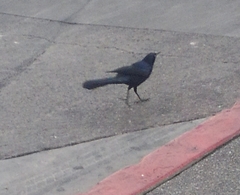 Quiscalus mexicanus