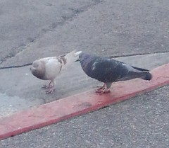 Columba livia