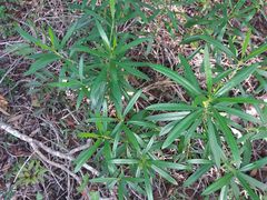 Rauvolfia semperflorens