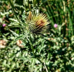 Cirsium