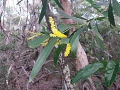 Acacia spirorbis
