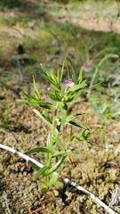 Microsteris gracilis