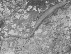 Green-Bellied Forest Lizard photo 2
