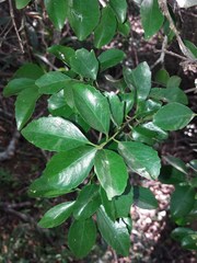 Denhamia fournieri