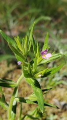 Microsteris gracilis