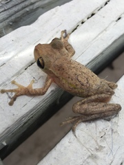 Osteopilus septentrionalis