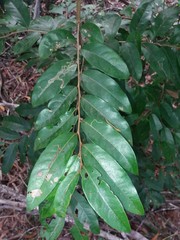 Glochidion billardierei