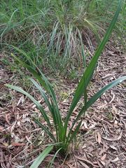 Dianella adenanthera