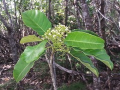 Alstonia balansae
