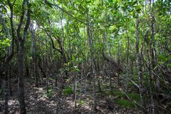 Alstonia balansae