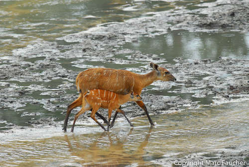 Sitatunga