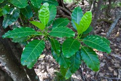 Alstonia balansae