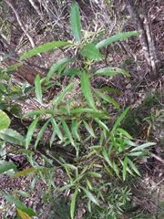 Alstonia balansae