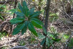 Bocquillonia sessiliflora