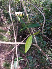 Melodinus phylliraeoides