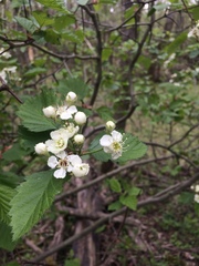 Crataegus canadensis