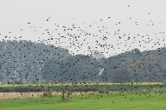 Sturnus vulgaris