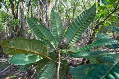 Bocquillonia sessiliflora