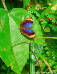 Junonia cymodoce lugens