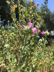 Malacothamnus lucianus