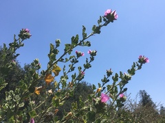 Malacothamnus lucianus