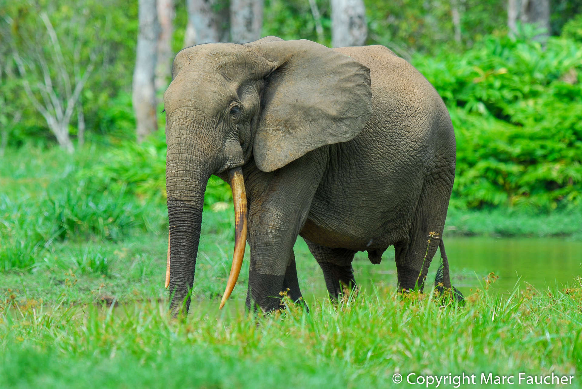 Elefante Africano de Bosque (Loxodonta cyclotis) · Naturalista Costa Rica