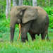 Αφρικανικός Ελέφαντας Του Δάσους - Photo (c) pfaucher, μερικά δικαιώματα διατηρούνται (CC BY-NC), uploaded by pfaucher