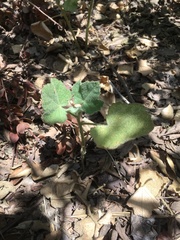 Malacothamnus lucianus