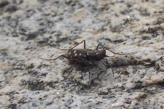 Cicindela sedecimpunctata