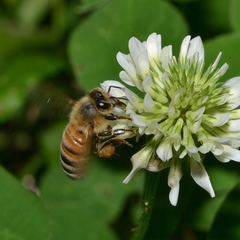 Apis mellifera