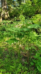 Actaea elata